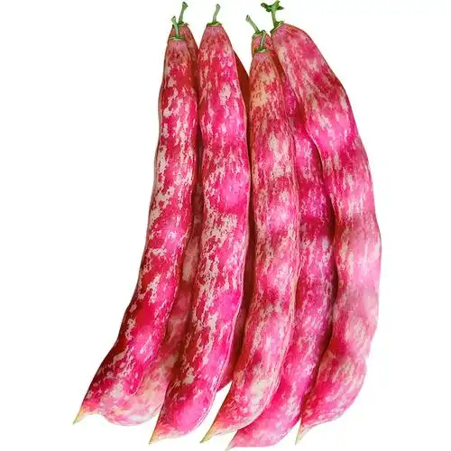 红金豆角钩油种子东北黄金架豆家雀蛋春季蔬菜家庭园艺种子