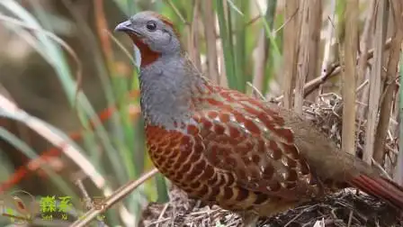 竹鸡的叫声,一次听个够,似乎在说:你好怪!你好怪!