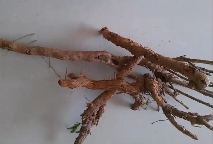 野生老枸杞 根新鲜枸杞根地骨皮枸杞子树根 枸杞头根现挖500g包邮