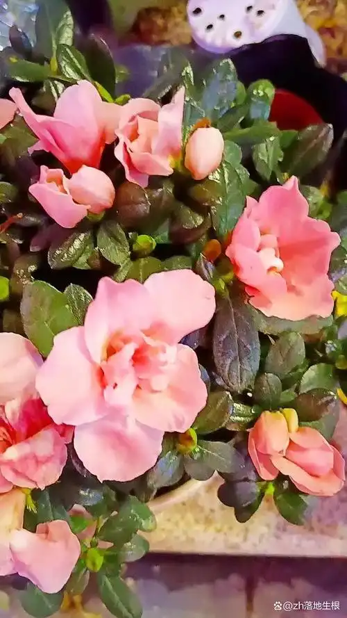 粉红色杜鹃花,花朵粉红色,娇艳迷人