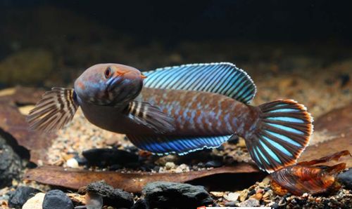 阿萨姆蓝帆七彩雷龙鱼龙鱼奶茶雷龙鱼