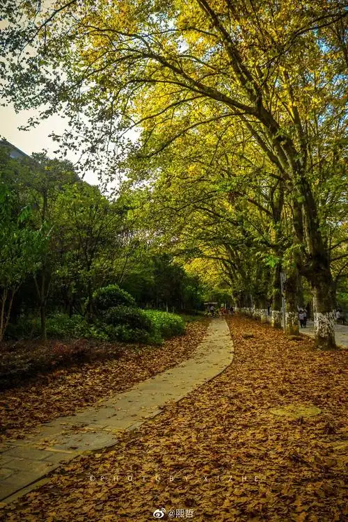 贵阳秋天最美的风景线花溪黄金大道 @熙哲