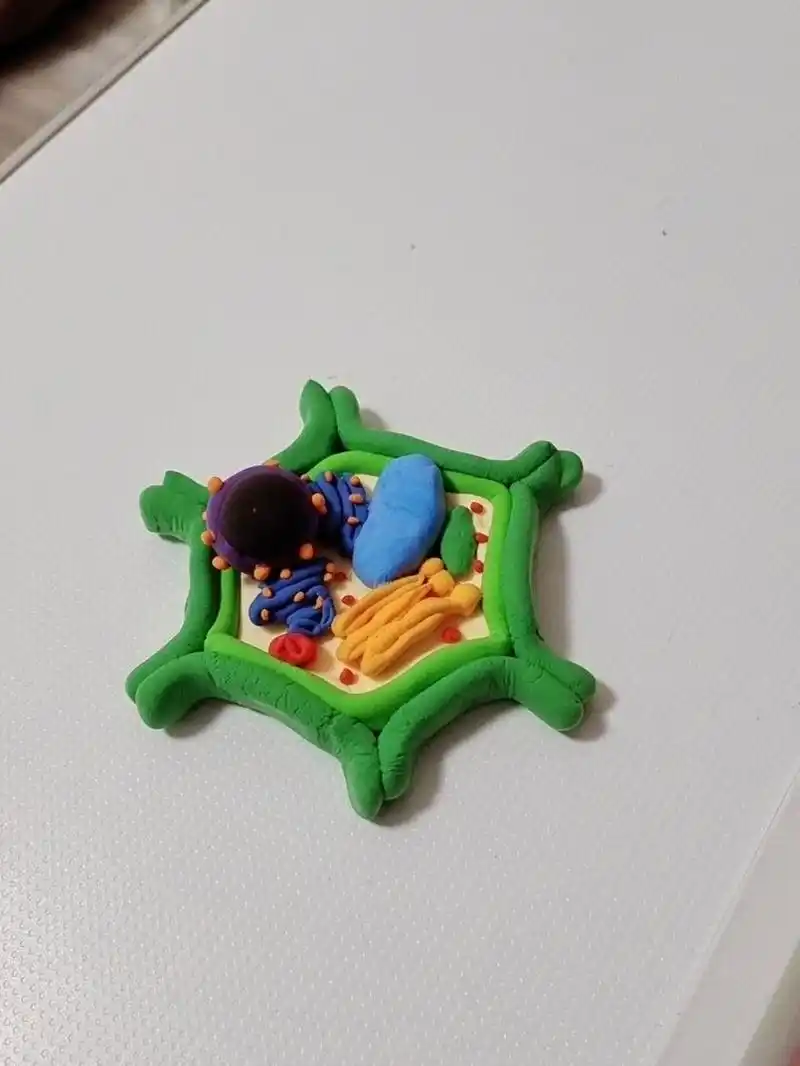 7年级上册生物细胞粘土模型 生物老师布置的作业