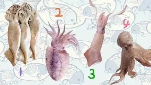 你知道章鱼,乌贼,鱿鱼,墨鱼的区别吗?