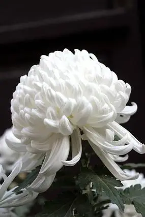 白色野菊花白色野菊花与黄金菊小菊花白菊花图片黄白菊花半开的白菊花