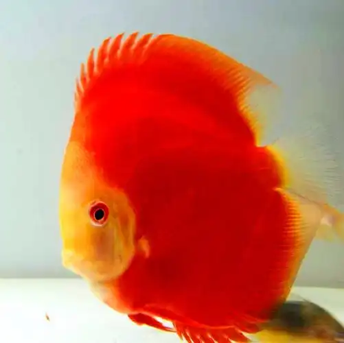 热带鱼七彩神仙鱼鱼苗活体财神豹点观赏淡水精品鱼