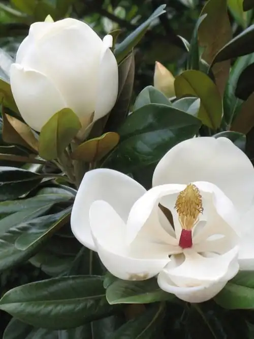 广玉兰的别名叫什么的简单介绍 - 123植物网