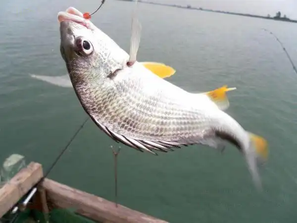 我国黄海中有种鱼名叫"黄鲷鱼"肉质鲜美,特别好钓|肉质|鲜美|黄鲷