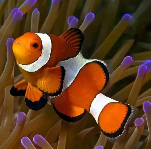 少儿创意美术《小丑鱼》,可爱蠢萌深得孩子们的喜欢!