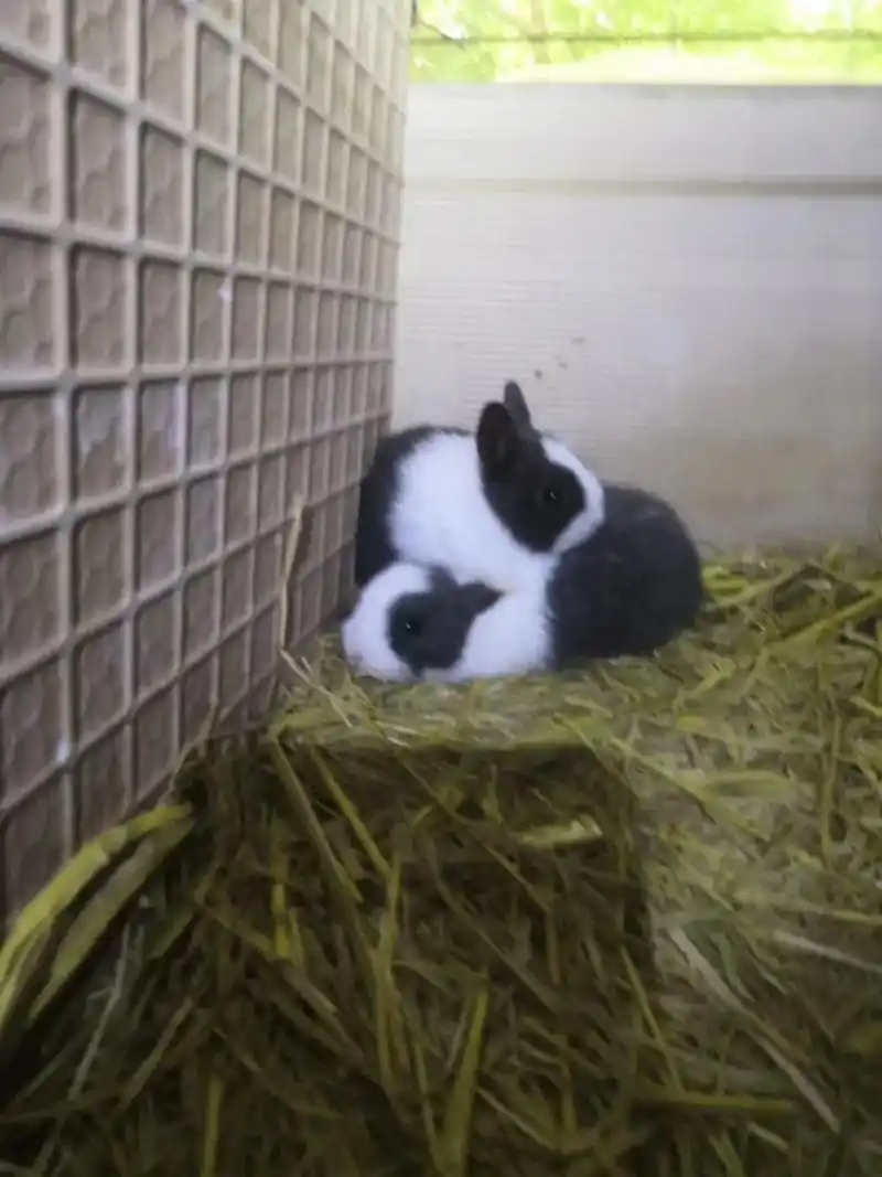 黑尾土拨鼠,臭鼬,红白鼯鼠,蜥蜴,爬宠,宠物蛇,孔雀,柯尔鸭,松鼠,龙猫