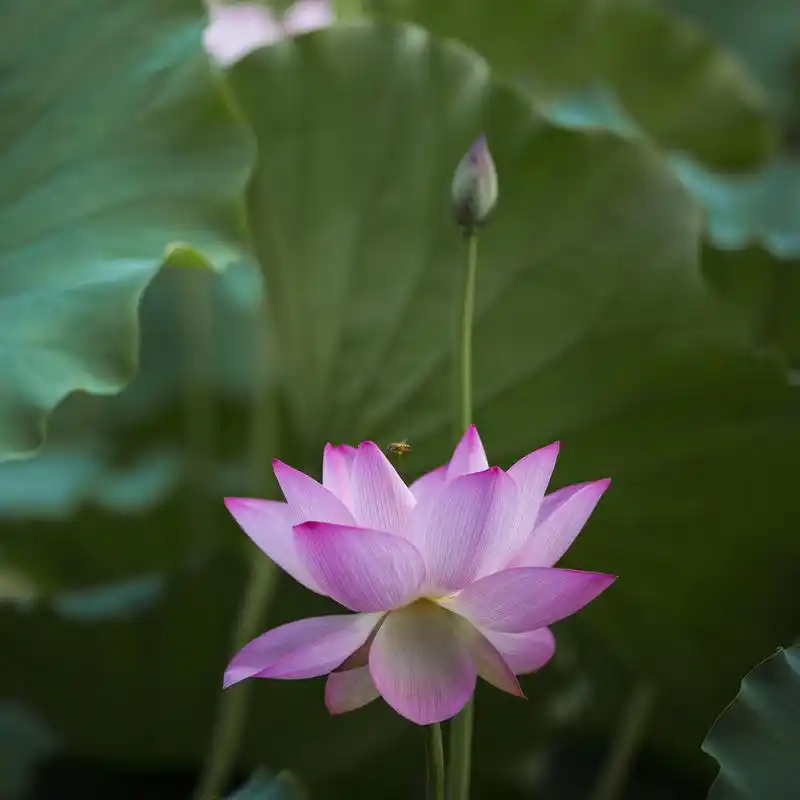 荷花的神韵 94高雅的花卉 荷花是一种高雅的花卉,其洁白的花瓣如同