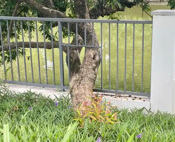 天河公园的歪脖子树