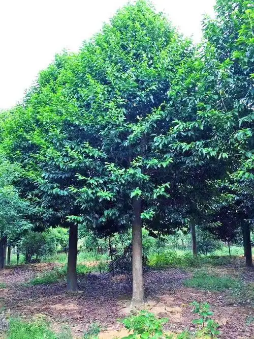 (高大的乐昌含笑)