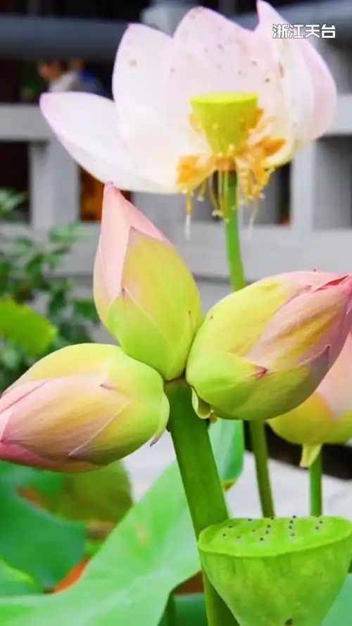 罕见三头并蒂莲!
