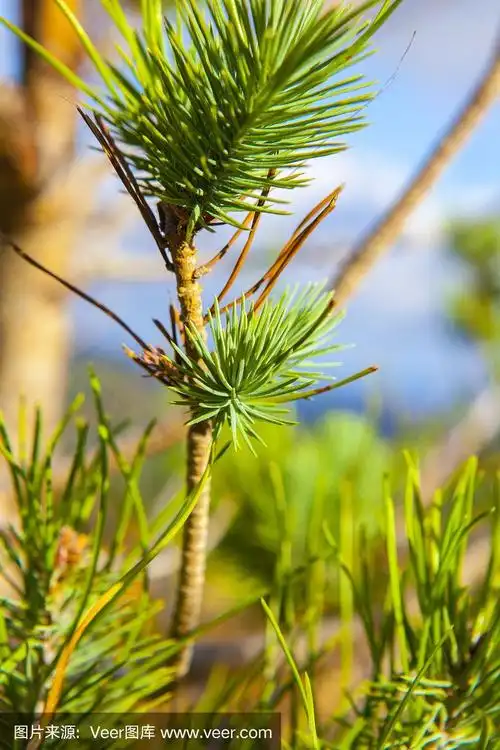 绿色的松树叶子微距拍摄-巴塞罗那