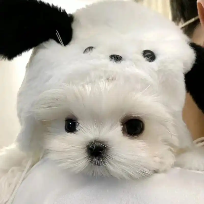 可爱狗狗头像  "我们都在发光  免不了被议论  去做风  不被定义的风"