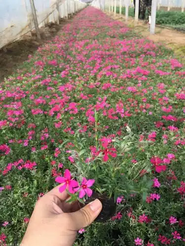 福禄考花海景观种植基地多色福禄考多年生植物耐寒花卉