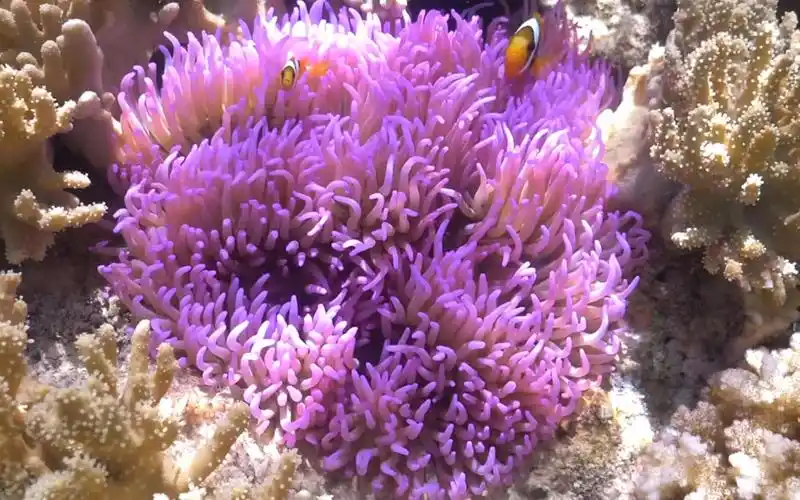 所罗门群岛的软珊瑚海底世界4k(搬运)_哔哩哔哩 (゜-゜)つロ 干杯