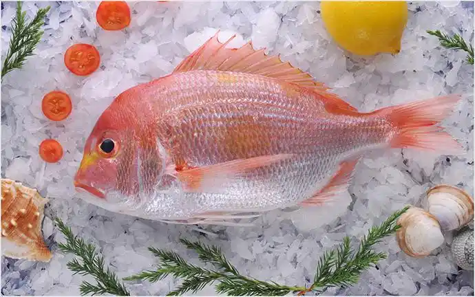 大洋世家日本长崎冰鲜黄鲷800-1000g/2条