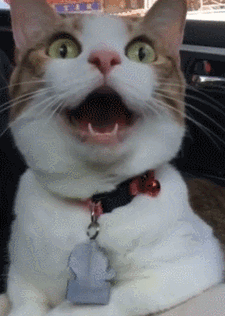 237_333gif 动态图 动图