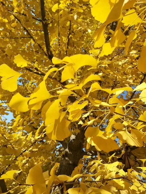 老家的黄金满地,美醉了