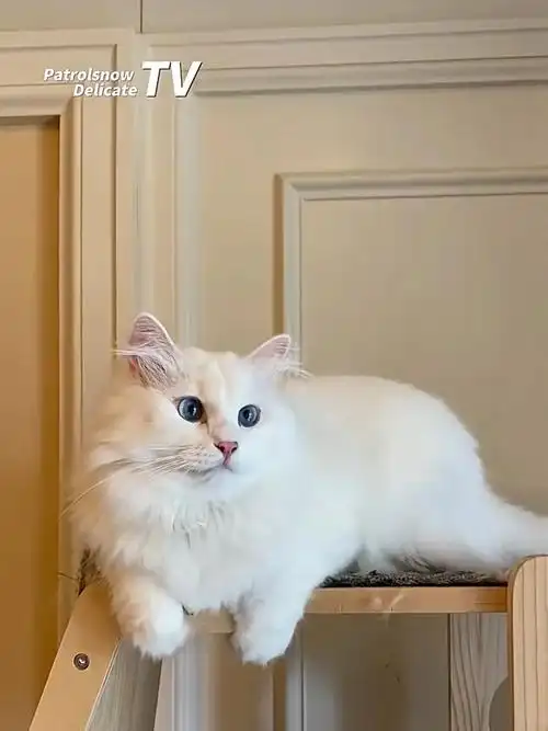 回眸最惊艳是纯白西伯利亚森林猫