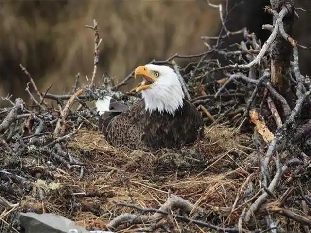 主人偷偷把老鹰窝里的蛋换成鸡蛋,老鹰毫不知情,孵化后一脸懵逼