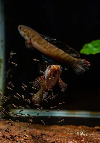 班加罗尔酒红雷龙繁殖纪录