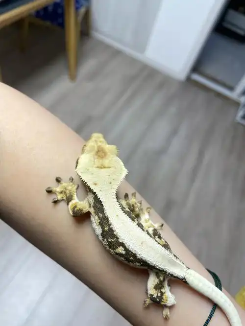 睫角守宫长成大睫模样