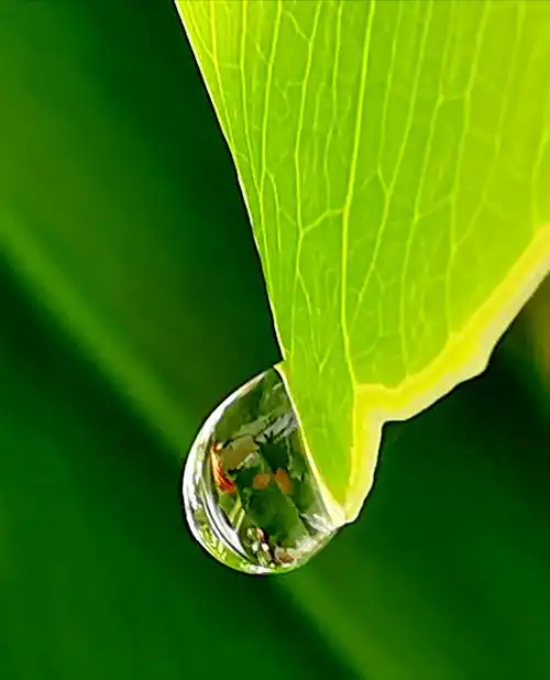 小水滴梦幻神韵