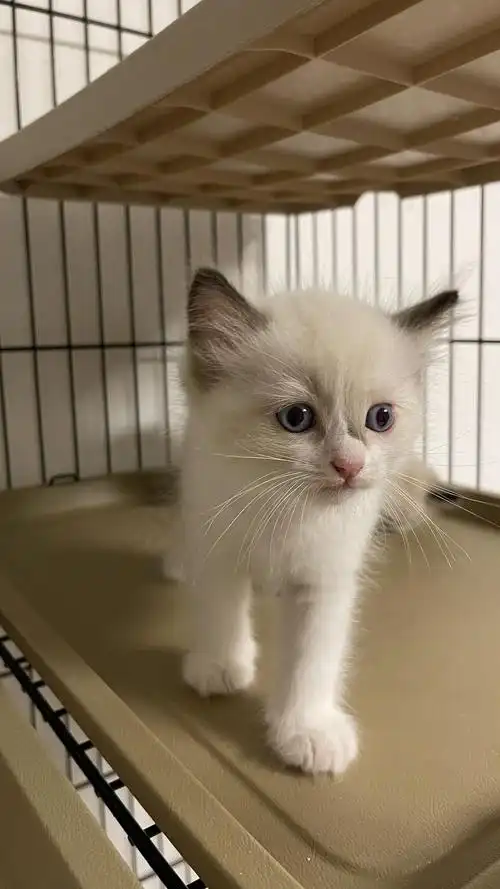 为新出生的6小奶猫布偶生了6只小布偶找有爱的买家价格合适欢迎来寻