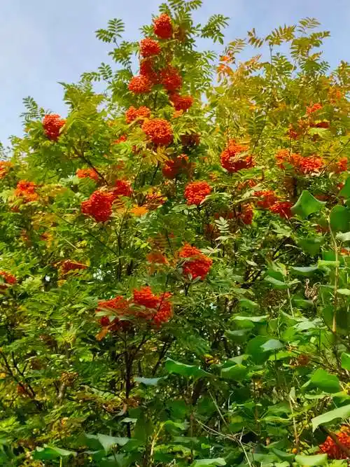 镶嵌在北国边陲的红宝石花楸