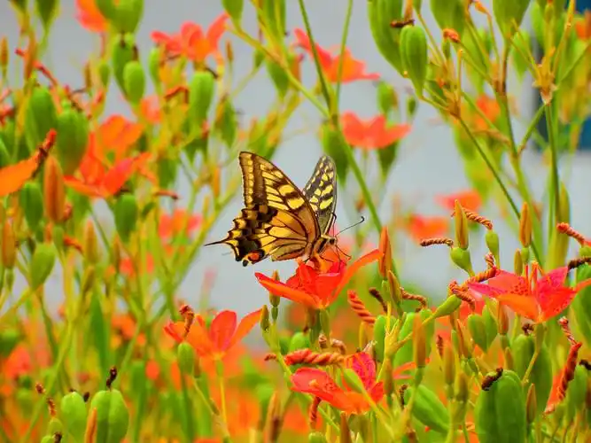 蝴蝶是花的灵魂,飞舞在花间,美丽了花朵,柑橘凤蝶,原创摄影