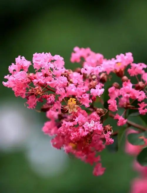 百日红随拍,图片大全,高清,图库-回车桌面