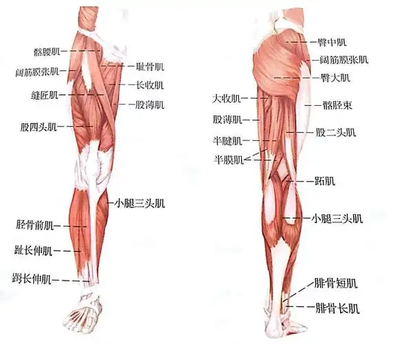 降低迟发性肌肉酸痛2.恢复肌肉柔韧性3.