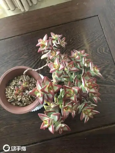 多肉～自由女神