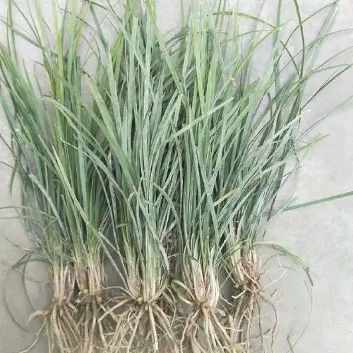 2022麦冬种苗庭院绿化苗中药材麦冬苗小区园林盆栽苗