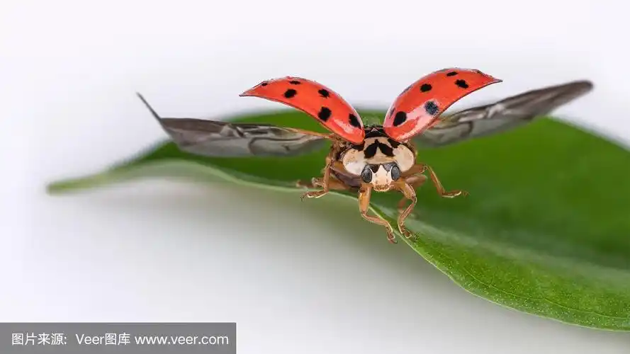 哈耳摩尼亚axyridis.瓢虫科