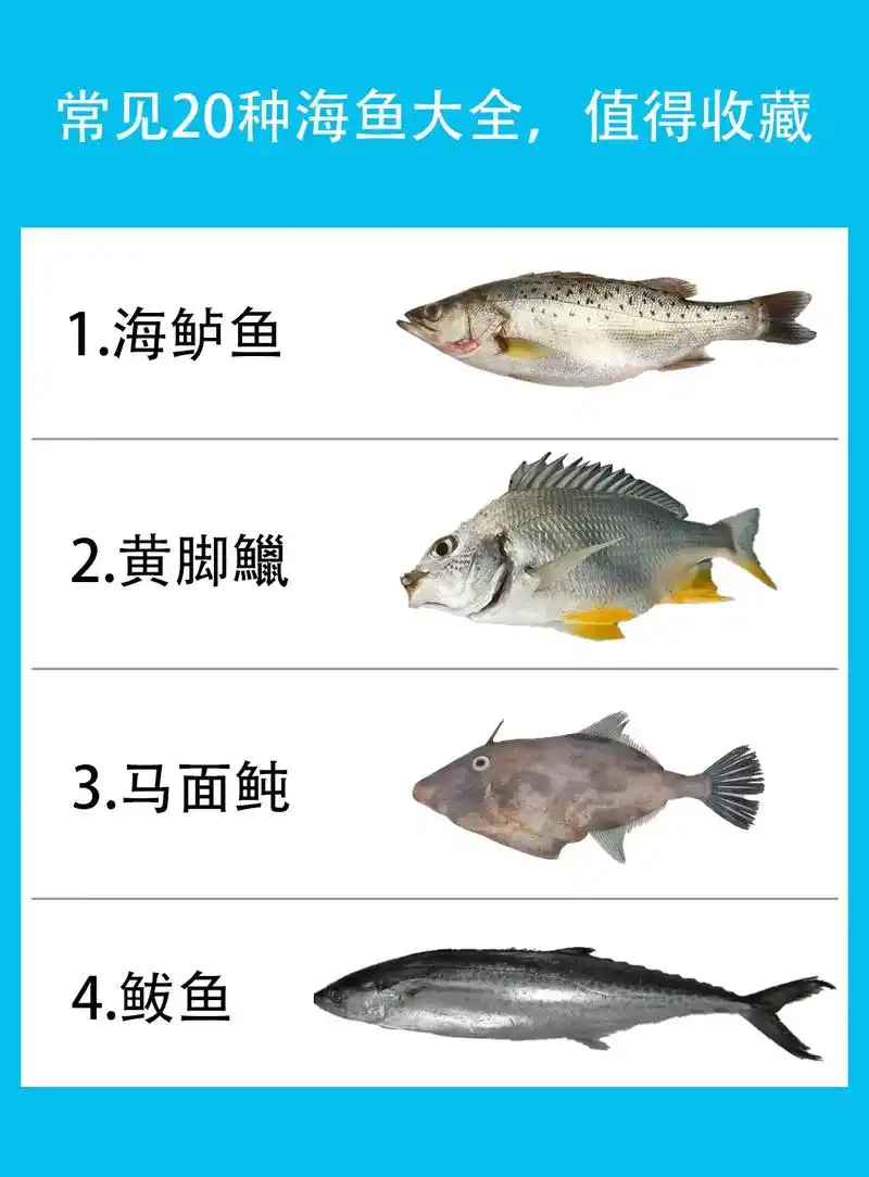 海鱼品种大全 #2022do - 抖音