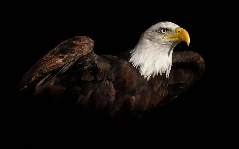 白头鹰,birds,animals,black background,bald eagle,壁纸,高清壁纸