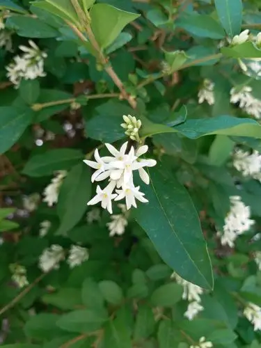 【原创摄影】辽东水蜡树,好奇怪的名字