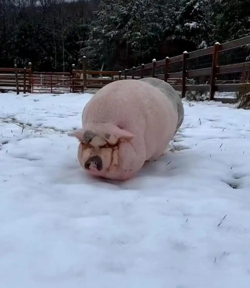 网友:2800买了一头年猪,大家看值不值 #搞笑趣味图