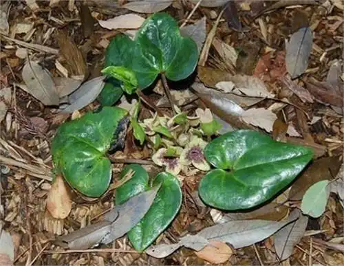 金盆草:条件苛刻成就金盆草,专治风湿关节炎,多数人却不知