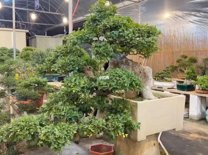 05#精品盆景  #别墅庭院景观  #朴树  #别墅盆景  #老桩  #禅意生活