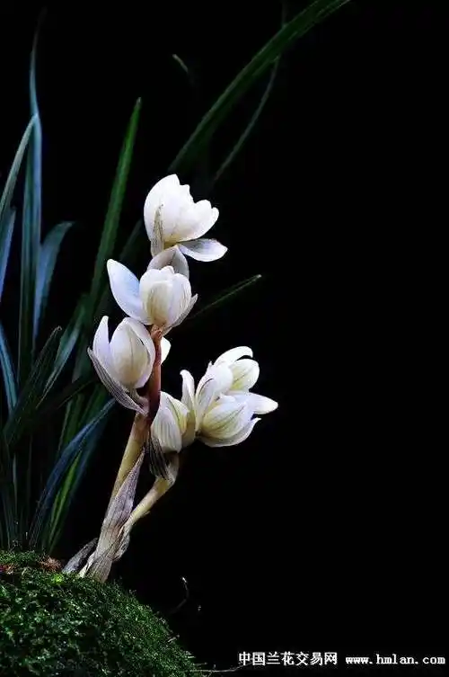 花中君子 | 100种名贵兰花图鉴