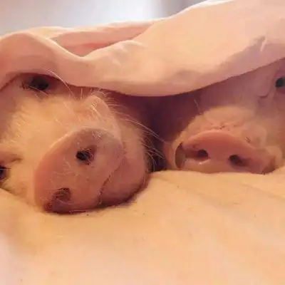 可爱猪头像萌萌哒 2020幸福猪猪头像可爱图片 - 微信头像 - 潮人个性