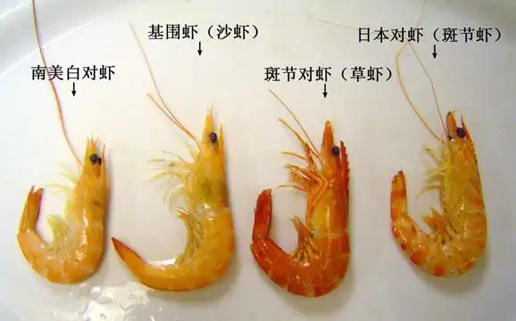 豪华酒店食材以次充好 如何分辨?