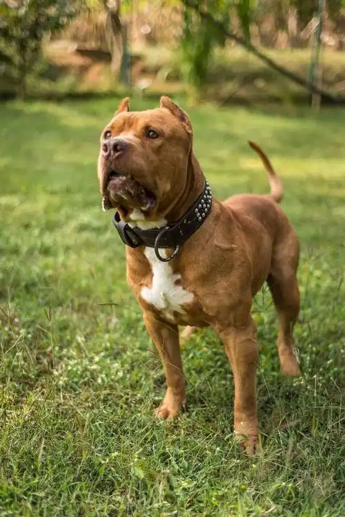 肌肉满满的恶霸犬肌肉满满的恶霸犬肌肉满满的恶霸犬