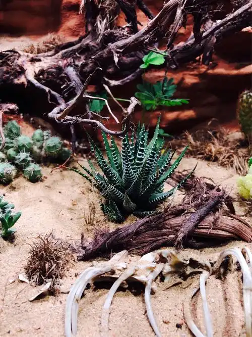 《埋骨地》荒漠造景教程分享