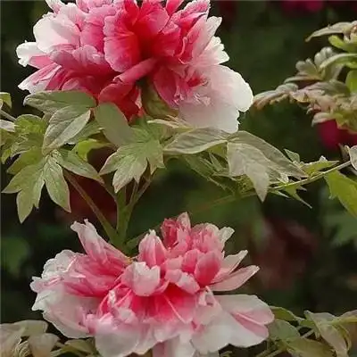 适合做头像的牡丹花朵图片 高清花开富贵牡丹_微信头像_头像屋